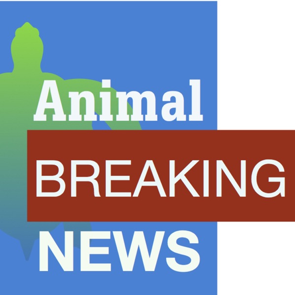 Animal Breaking News Artwork