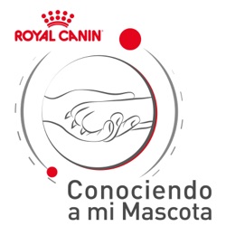 Recomendaciones para alimentar a tu mascota