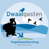 Dwaalgasten - Vogelbescherming Nederland