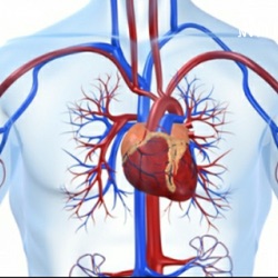 Sistema Respiratório e Cardiovascular