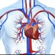 Sistema Respiratório Cardiovascular
