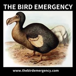 085 Avian Influenza (Bird Flu) Update with Michelle Wille