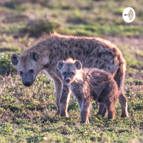 Las hienas, animales extraordinarios