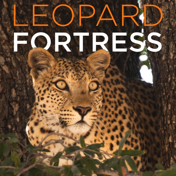 Leopard Fortress (HD) Artwork