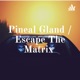 Pineal Gland / Escape The Matrix 
