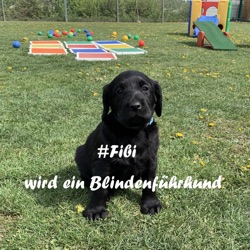 Fibi - Unser Nagetier 10.-12. Woche