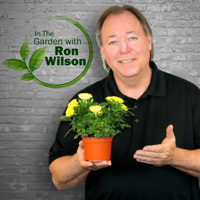Ron Wilson REPLAY! Houseplant tips from Tim Porter