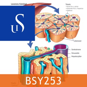 BSY253 - Sykepleiens naturvitenskapelige og medisinske grunnlag 2 Del B