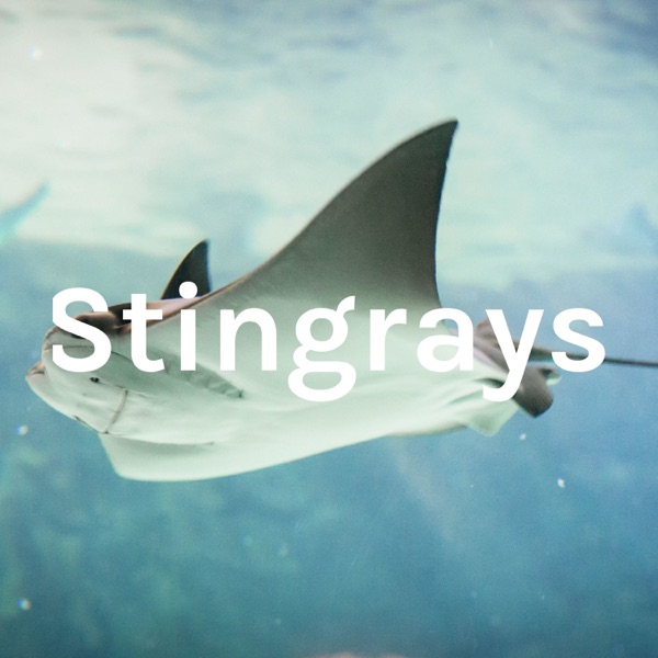 Stingrays Artwork