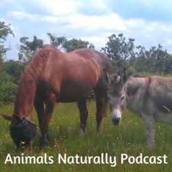 How Chamomile Can Help Your Horse or Dog