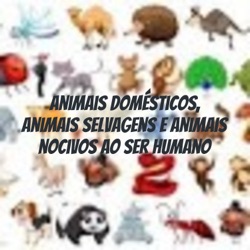 Animais domésticos, animais selvagens e animais nocivos ao ser humano