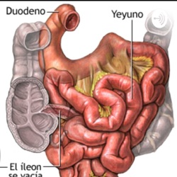 Intestino Delgado: Generalidades y Patologías