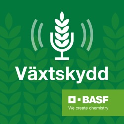 Växtskyddspodden E58 – hur högteknologisk är utsädesutvecklingen?  Vad driver företags utveckling? Vilka system använder de?  Robert Racz ringde upp Mario Schneider och Dirk Decherf som bägge jobbar med utsädesutveckling på BASF för att lära mer om hur hö