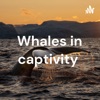Whales in captivity