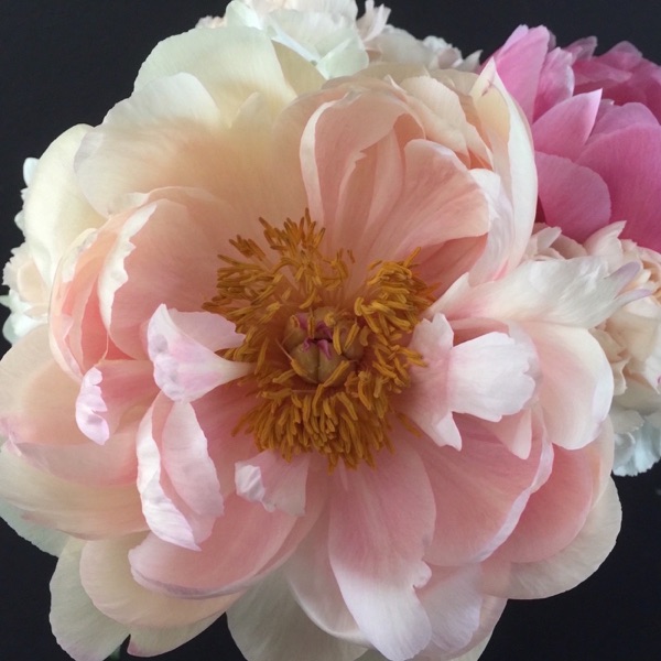 The Flower Podcast