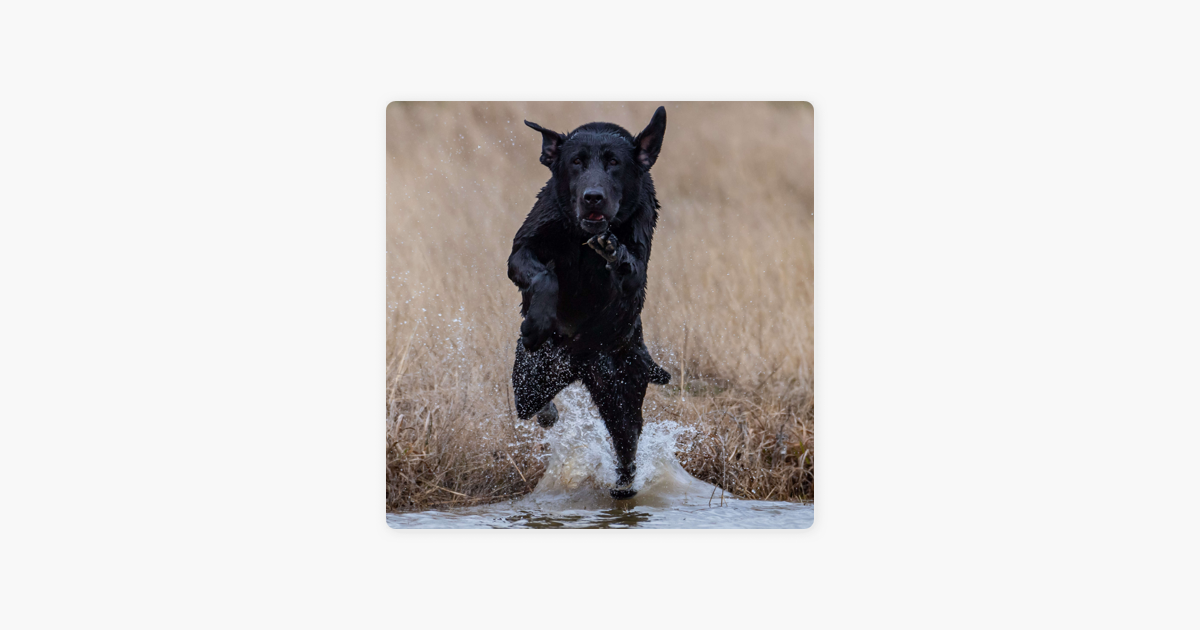 how akc field trials retriever works