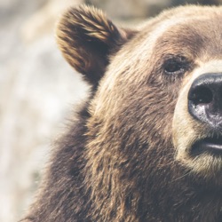 Enseñanzas de un Oso