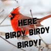 Here birdy birdy birdy! artwork