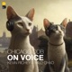 CHICAGO DDB | ON VOICE