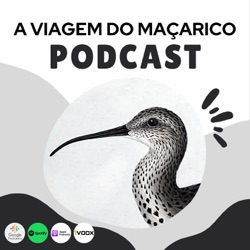 Ep. 126 | O maçarico-de-bico-fino, a inspiração deste podcast