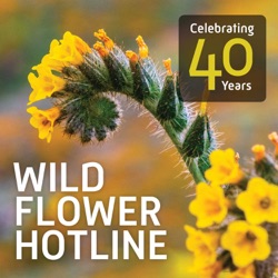 Wild Flower Hotline March 31, 2023