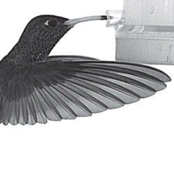 001 [論文紹介] 鳥の swooping はエネルギ最小化でも飛行時間最小化でもない