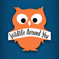 014- Carolina Wren