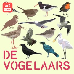 Trailer De vogelaars