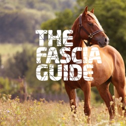 1. Vad är Fascia och hur påverkar Fascia vår syn på hästhållning?