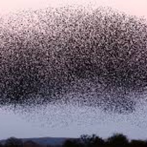 The Swarm