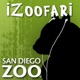 iZoofari Chat: Panda Cub Naming Ceremony