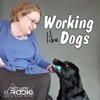 Working Like Dogs - Service Dogs and Working Dogs  - Pets & Animals on Pet Life Radio (PetLifeRadio.com) artwork