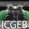 Drosophila melanogaster models for neurodegenerative diseases artwork