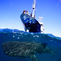 Ocean Wants: Coral Renaissance, featuring Marah J. Hardt
