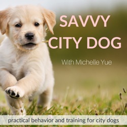 Structure, Boundaries, and Guilt in Dog Training