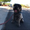 Buddy’s Owner, Arizona Schnoodle Walks artwork