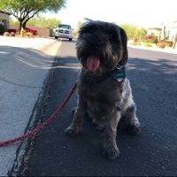 Buddy’s Owner, Arizona Schnoodle Walks podcast
