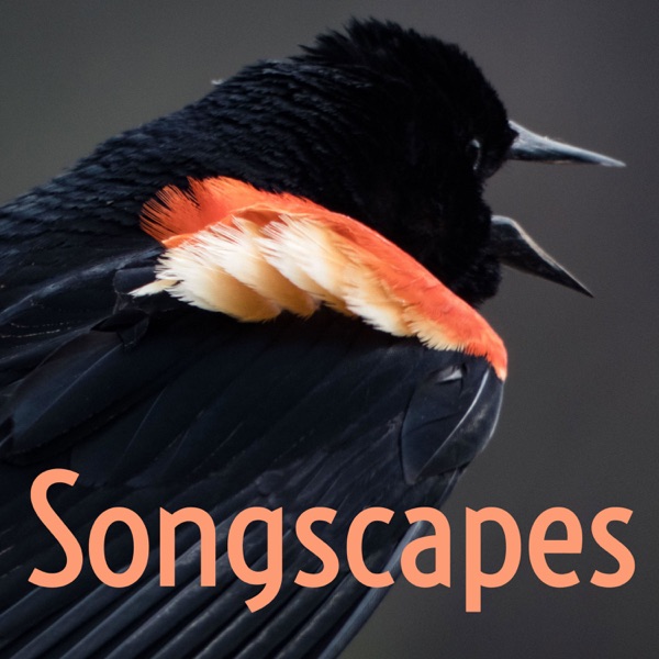 Songscapes Artwork