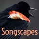 Songscapes
