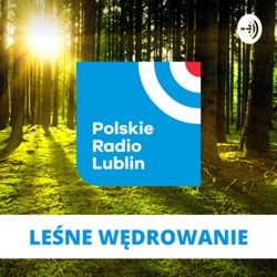 Leśne wędrowanie - Czemu w polskich lasach dominuje sosna?
