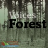 Voices of the Forest artwork