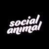 Social Animal artwork