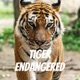 Tiger Endanged