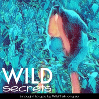 Jackie French: Living with wildlife