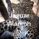 Jaguar Alanmh