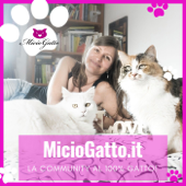 MicioGatto - Tutto sui gatti! - Elisa Bertoldi