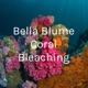 Bella Blume Coral Bleaching