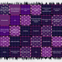 Jack Kruse - The Quilt