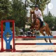 Horse Riding By Salim Rass