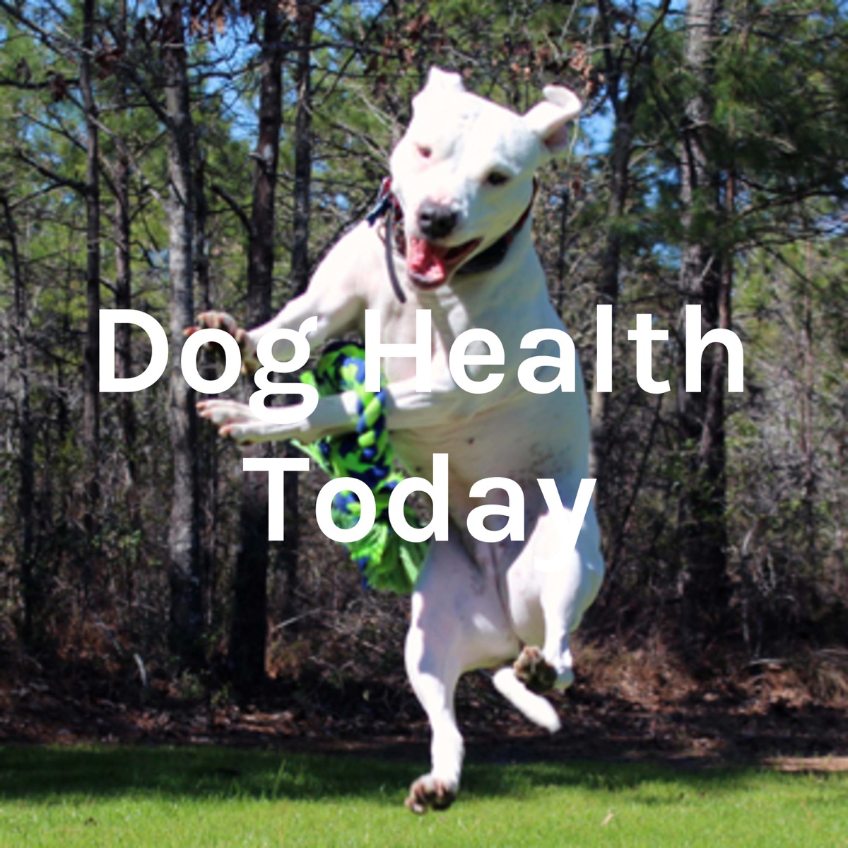 Dog Health Today